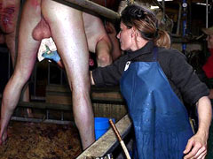 Milkmaid milking a cock