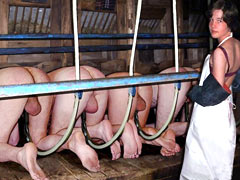 Milking of male slaves