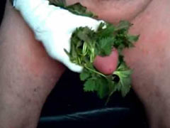 Stinging nettle for penis pang