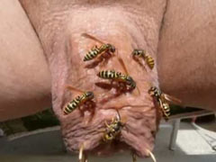 Cock tormented by wasps